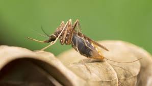 Attēlu rezultāti vaicājumam “Willkommlangea reticulata plasmodium”