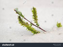 Attēlu rezultāti vaicājumam “Salix repens subsp. rosmarinifolia flower”