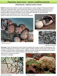 Attēlu rezultāti vaicājumam “Diderma testaceum spores”