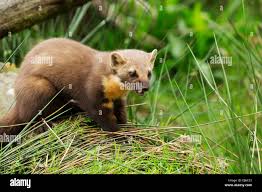 Attēlu rezultāti vaicājumam “Martes martes”