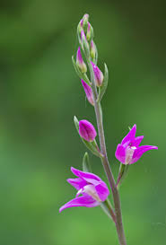 Attēlu rezultāti vaicājumam “Cephalanthera rubra bud”