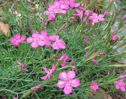 Attēlu rezultāti vaicājumam “Dianthus arenarius”
