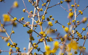 Attēlu rezultāti vaicājumam “Cornus mas flower”