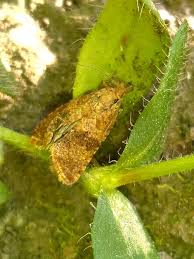 Attēlu rezultāti vaicājumam “Celypha striana”
