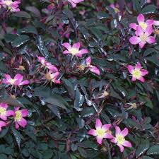 Attēlu rezultāti vaicājumam “Rosa glauca leaf”