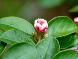 Attēlu rezultāti vaicājumam “Cotoneaster divaricatus”