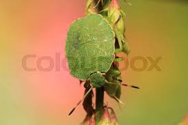 Attēlu rezultāti vaicājumam “Graphosoma lineatum nymph”