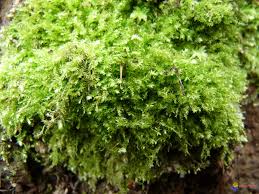 Attēlu rezultāti vaicājumam “Pseudotaxiphyllum elegans”