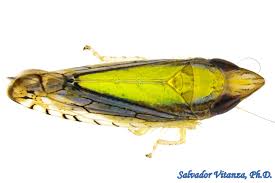 Attēlu rezultāti vaicājumam “Cicadellidae”