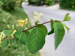 Attēlu rezultāti vaicājumam “Lonicera xylosteum leaf”