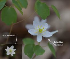 Attēlu rezultāti vaicājumam “Isopyrum thalictroides fruit”