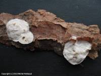 Attēlu rezultāti vaicājumam “Skeletocutis carneogrisea”