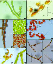 Attēlu rezultāti vaicājumam “Trentepohlia sp.”