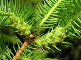 Attēlu rezultāti vaicājumam “Adelges laricis”