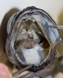 Image result for Arctogadus glacialis