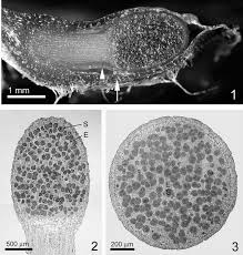 Attēlu rezultāti vaicājumam “Blasia pusilla sporophyte”