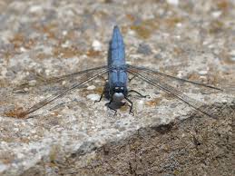 Attēlu rezultāti vaicājumam “Orthetrum brunneum”