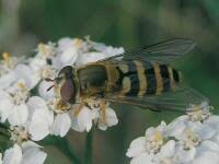 Attēlu rezultāti vaicājumam “Syrphus sp. imago”