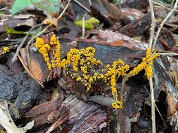 Attēlu rezultāti vaicājumam “Physarum globuliferum”