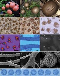 Attēlu rezultāti vaicājumam “Lycogala cf. oleocrystalliferum spores”