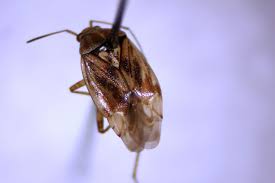 Attēlu rezultāti vaicājumam “Heteroptera”