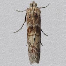 Attēlu rezultāti vaicājumam “Phycita roborella”