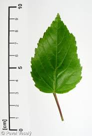 Attēlu rezultāti vaicājumam “Acer tataricum leaf”