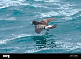 Image result for Oceanites oceanicus