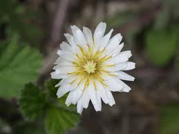 Attēlu rezultāti vaicājumam “Taraxacum suecicum flower”