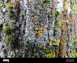 Attēlu rezultāti vaicājumam “Athelia arachnoidea”