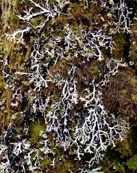 Attēlu rezultāti vaicājumam “Hypogymnia vittata”