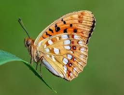 Attēlu rezultāti vaicājumam “Argynnis adippe”