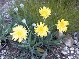 Image result for Agoseris major