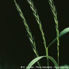 Attēlu rezultāti vaicājumam “Elymus caninus fruit”