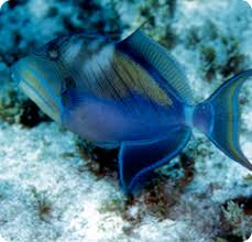 Image result for Balistes vetula