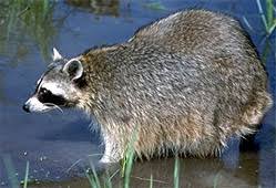 Attēlu rezultāti vaicājumam “Carnivora”