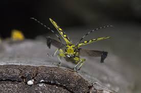 Attēlu rezultāti vaicājumam “Saperda scalaris”