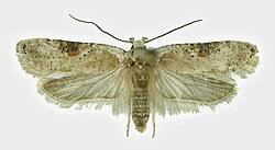 Attēlu rezultāti vaicājumam “Agonopterix alstromeriana”