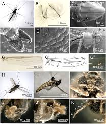 Attēlu rezultāti vaicājumam “Cricotopus male”