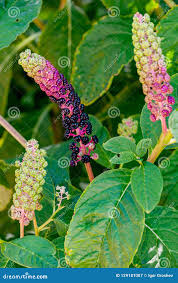 Attēlu rezultāti vaicājumam “Phytolacca acinosa flower”