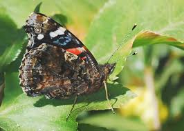 Attēlu rezultāti vaicājumam “Vanessa atalanta underside”