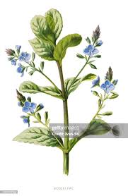 Attēlu rezultāti vaicājumam “Veronica beccabunga”