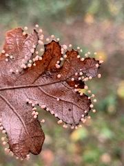 Attēlu rezultāti vaicājumam “Lamproderma gulielmae stalked”
