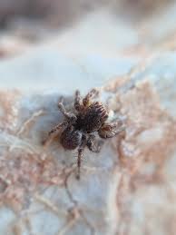 Attēlu rezultāti vaicājumam “Aelurillus v-insignitus”