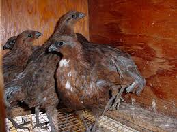 Tennesse red quail