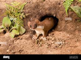 Attēlu rezultāti vaicājumam “Mustela erminea adult”