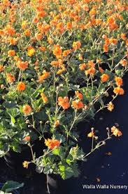 Attēlu rezultāti vaicājumam “Geum x intermedium”