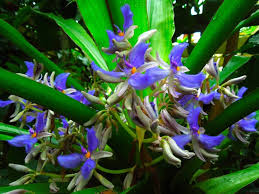 Attēlu rezultāti vaicājumam “Commelinaceae”