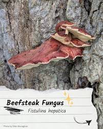 Attēlu rezultāti vaicājumam “Fistulina hepatica”