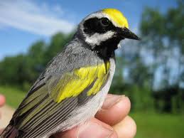 Image result for Vermivora chrysoptera